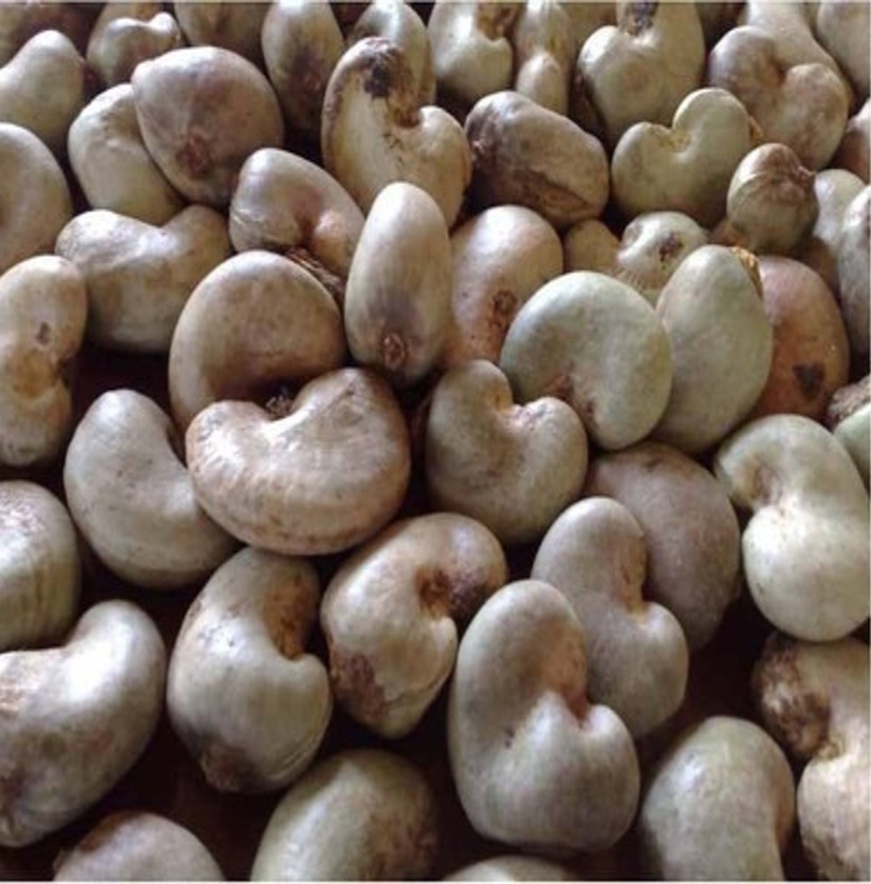 Cashew nuts, an Atlas Commodity Sourcing commodity