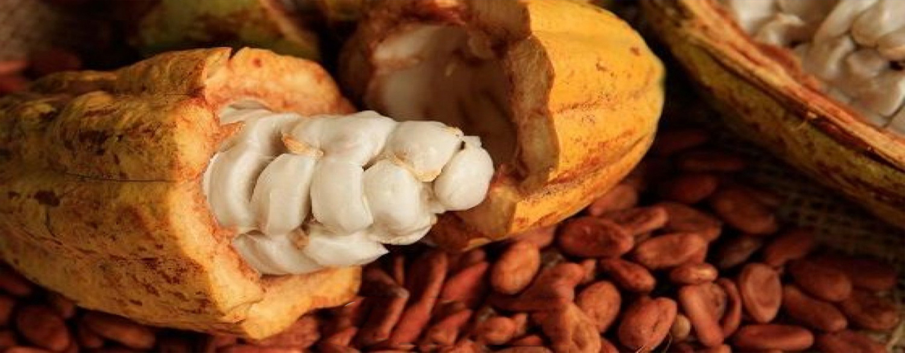 Cocoa